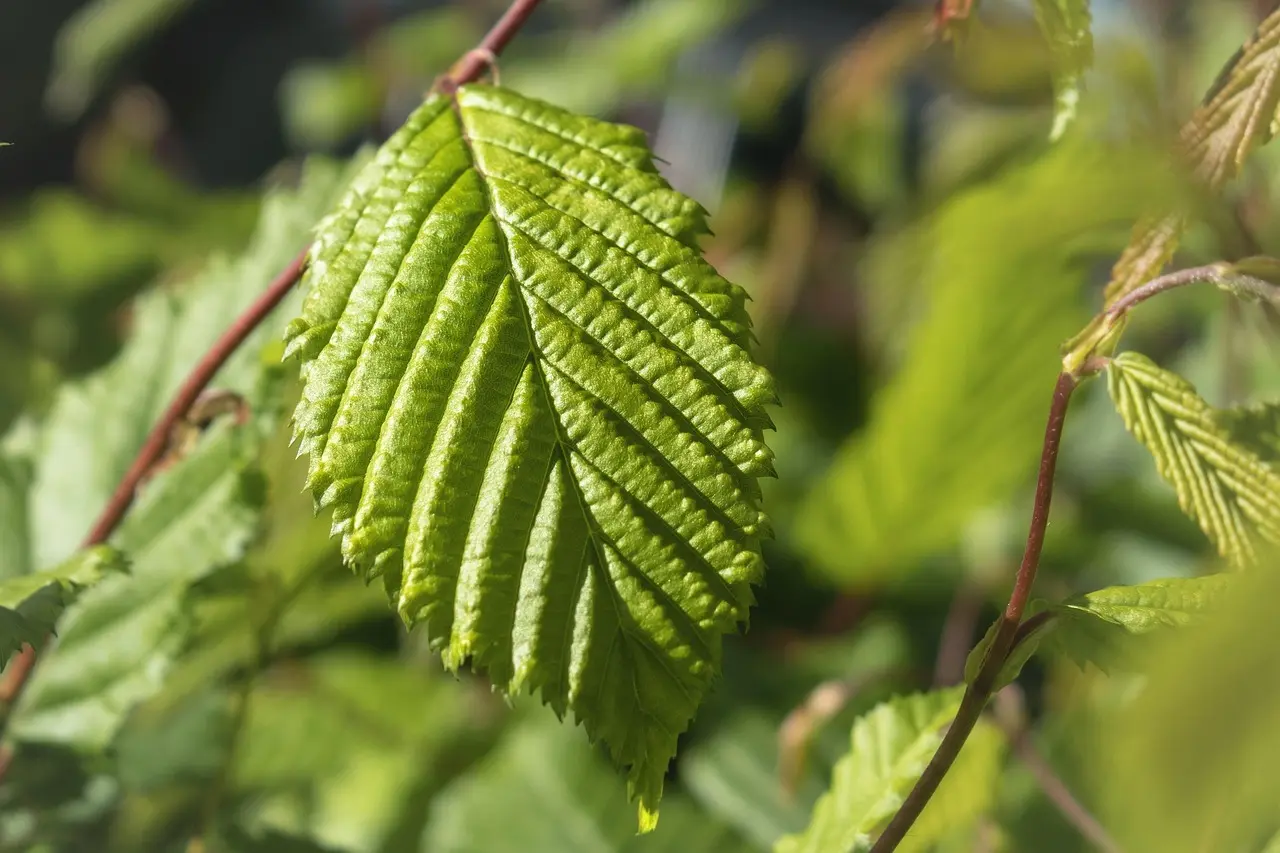 Hvad koster en bøgehæk? Ekspertens guide til priser, plantning og besparelser