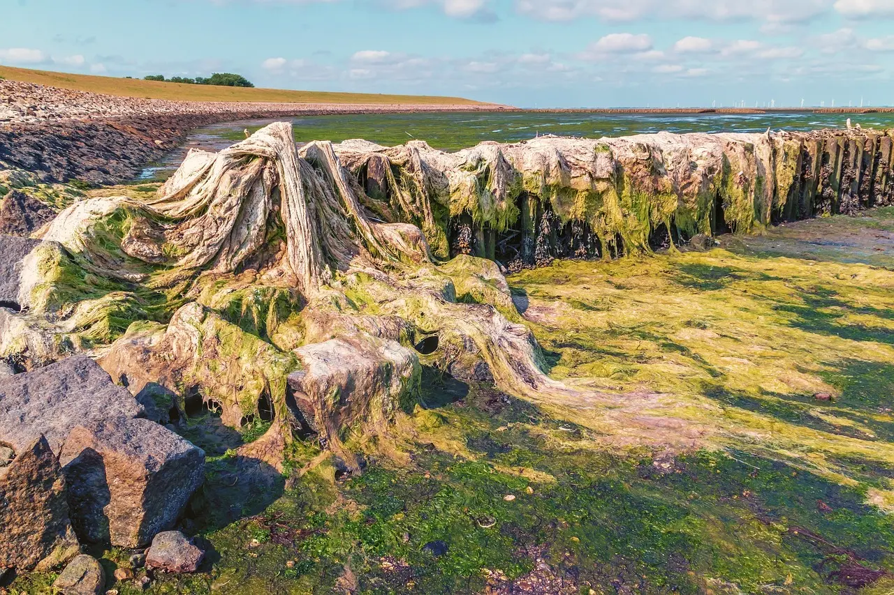 Hvordan fjerner man alger på fliser? 7 nemme og miljøvenlige metoder til skinnende fliser