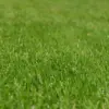 Hvornår skal man gøde sin græsplæne? Sådan får du en tæt, grøn plæne hele sæsonen