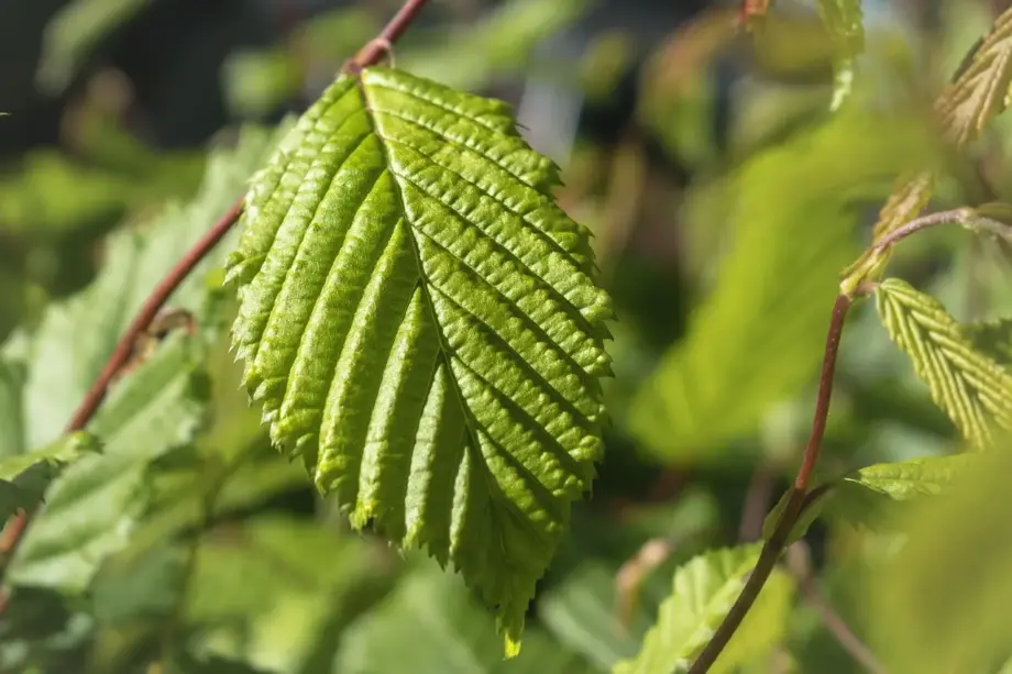 Plantning af hæk i efteråret: afstand og jordvalg Plantning af hæk i efteråret: afstand og jordvalg