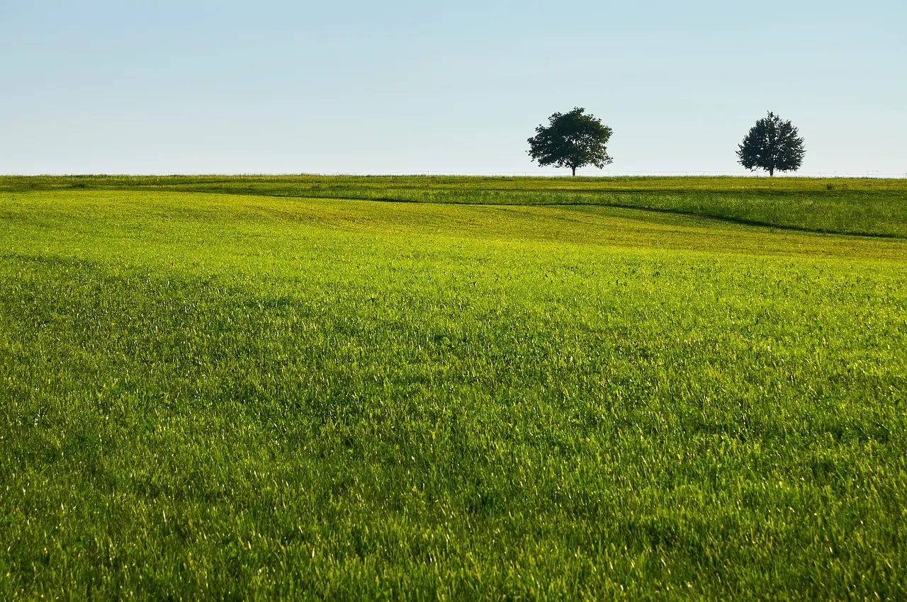 Sådan får du en mosfri plæne uden kemi