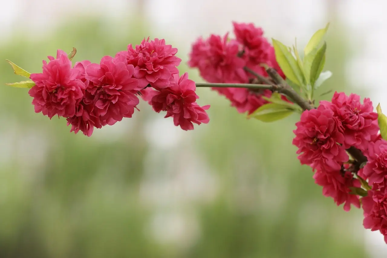 Skal jeg ringe tilbage til 70 13 14 15?