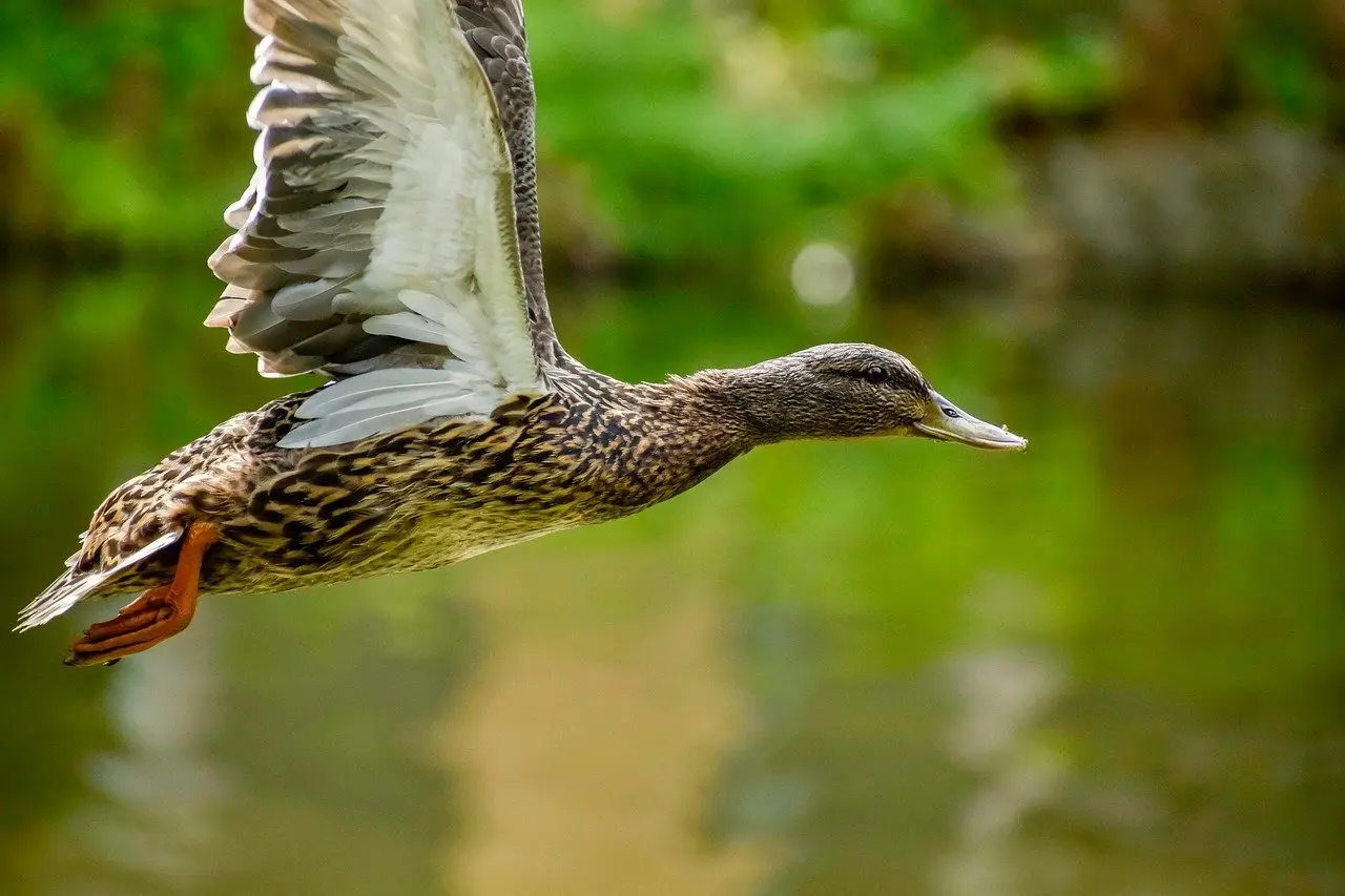 Synonymer for Lutter Krydsord